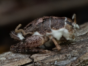  ( - HAY-F-002888)  @11 [ ] by-nc (2023) Stu Pickell Fungal Diversity Survey