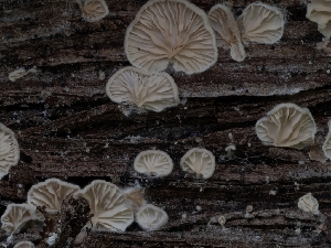  ( - HAY-F-002890)  @11 [ ] by-nc (2023) Stu Pickell Fungal Diversity Survey