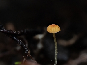  ( - HAY-F-002891)  @11 [ ] by-nc (2023) Stu Pickell Fungal Diversity Survey