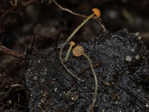  ( - HAY-F-002891)  @11 [ ] by-nc (2023) Stu Pickell Fungal Diversity Survey