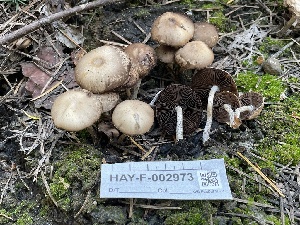  ( - HAY-F-002973)  @11 [ ] by-nc (2023) Damon Tighe Fungal Diversity Survey