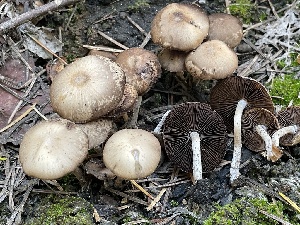  ( - HAY-F-002973)  @11 [ ] by-nc (2023) Damon Tighe Fungal Diversity Survey