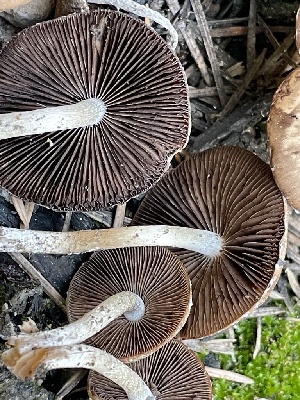  ( - HAY-F-002973)  @11 [ ] by-nc (2023) Damon Tighe Fungal Diversity Survey