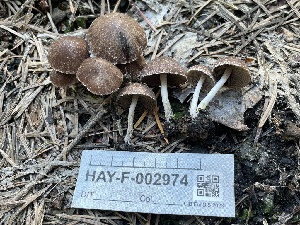 ( - HAY-F-002974)  @11 [ ] by-nc (2023) Damon Tighe Fungal Diversity Survey
