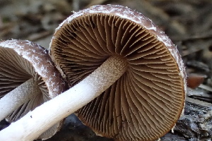  ( - HAY-F-002974)  @11 [ ] by-nc (2023) Damon Tighe Fungal Diversity Survey