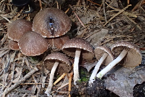  ( - HAY-F-002974)  @11 [ ] by-nc (2023) Damon Tighe Fungal Diversity Survey