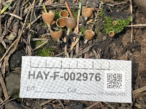  ( - HAY-F-002976)  @11 [ ] by-nc (2023) Damon Tighe Fungal Diversity Survey