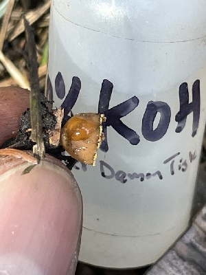  ( - HAY-F-002976)  @11 [ ] by-nc (2023) Damon Tighe Fungal Diversity Survey