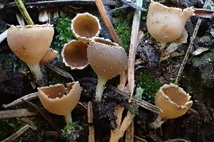  ( - HAY-F-002976)  @11 [ ] by-nc (2023) Damon Tighe Fungal Diversity Survey