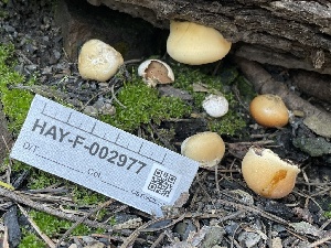  ( - HAY-F-002977)  @11 [ ] by-nc (2023) Damon Tighe Fungal Diversity Survey