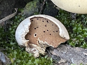  ( - HAY-F-002977)  @11 [ ] by-nc (2023) Damon Tighe Fungal Diversity Survey