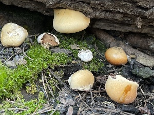  ( - HAY-F-002977)  @11 [ ] by-nc (2023) Damon Tighe Fungal Diversity Survey