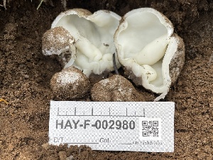  ( - HAY-F-002980)  @11 [ ] by-nc (2023) Damon Tighe Fungal Diversity Survey