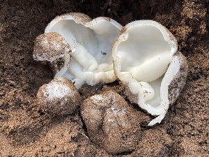  (Sarcosphaera sp. coronaria-CA01 - HAY-F-002980)  @11 [ ] by-nc (2023) Damon Tighe Fungal Diversity Survey