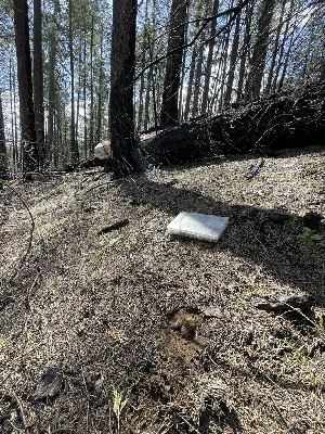  ( - HAY-F-002980)  @11 [ ] by-nc (2023) Damon Tighe Fungal Diversity Survey