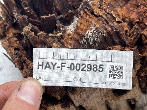  ( - HAY-F-002985)  @11 [ ] by-nc (2023) Damon Tighe Fungal Diversity Survey