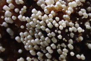  ( - HAY-F-002985)  @11 [ ] by-nc (2023) Damon Tighe Fungal Diversity Survey