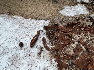  ( - HAY-F-002985)  @11 [ ] by-nc (2023) Damon Tighe Fungal Diversity Survey