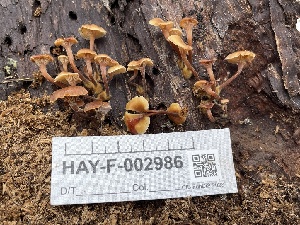  ( - HAY-F-002986)  @11 [ ] by-nc (2023) Damon Tighe Fungal Diversity Survey