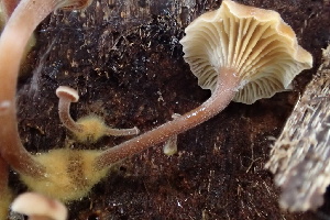  (Xeromphalina sp. CA01 - HAY-F-002986)  @11 [ ] by-nc (2023) Damon Tighe Fungal Diversity Survey