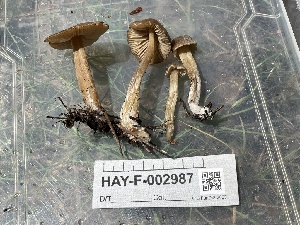 ( - HAY-F-002987)  @11 [ ] by-nc (2023) Damon Tighe Fungal Diversity Survey