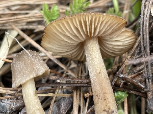  ( - HAY-F-002987)  @11 [ ] by-nc (2023) Damon Tighe Fungal Diversity Survey