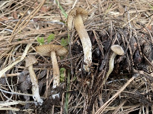  ( - HAY-F-002987)  @11 [ ] by-nc (2023) Damon Tighe Fungal Diversity Survey