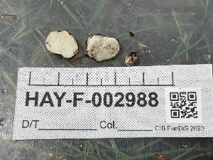  ( - HAY-F-002988)  @11 [ ] by-nc (2023) Damon Tighe Fungal Diversity Survey