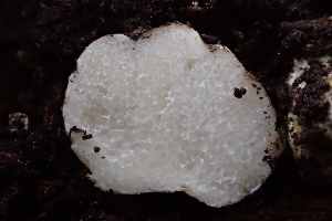  ( - HAY-F-002988)  @11 [ ] by-nc (2023) Damon Tighe Fungal Diversity Survey