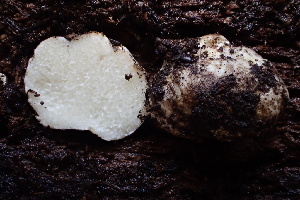  ( - HAY-F-002988)  @11 [ ] by-nc (2023) Damon Tighe Fungal Diversity Survey