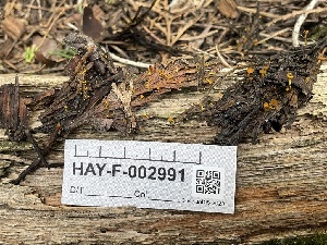  ( - HAY-F-002991)  @11 [ ] by-nc (2023) Damon Tighe Fungal Diversity Survey
