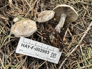  ( - HAY-F-002993)  @11 [ ] by-nc (2023) Damon Tighe Fungal Diversity Survey