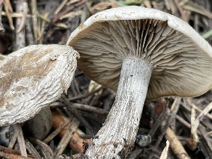  ( - HAY-F-002993)  @11 [ ] by-nc (2023) Damon Tighe Fungal Diversity Survey
