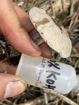  ( - HAY-F-002993)  @11 [ ] by-nc (2023) Damon Tighe Fungal Diversity Survey