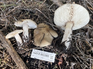  ( - HAY-F-002998)  @11 [ ] by-nc (2023) Damon Tighe Fungal Diversity Survey