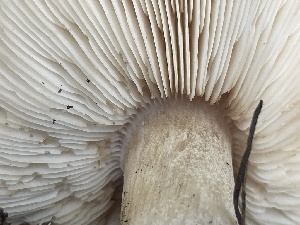  ( - HAY-F-002998)  @11 [ ] by-nc (2023) Damon Tighe Fungal Diversity Survey