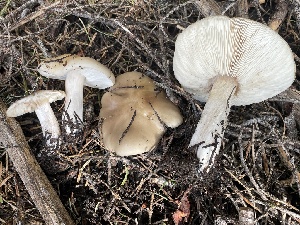  ( - HAY-F-002998)  @11 [ ] by-nc (2023) Damon Tighe Fungal Diversity Survey