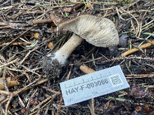  ( - HAY-F-003066)  @11 [ ] by-nc (2023) Damon Tighe Fungal Diversity Survey