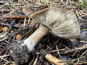  ( - HAY-F-003066)  @11 [ ] by-nc (2023) Damon Tighe Fungal Diversity Survey