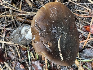  ( - HAY-F-003066)  @11 [ ] by-nc (2023) Damon Tighe Fungal Diversity Survey