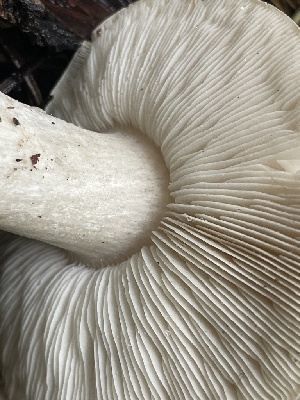 ( - HAY-F-002996)  @11 [ ] by-nc (2023) Damon Tighe Fungal Diversity Survey