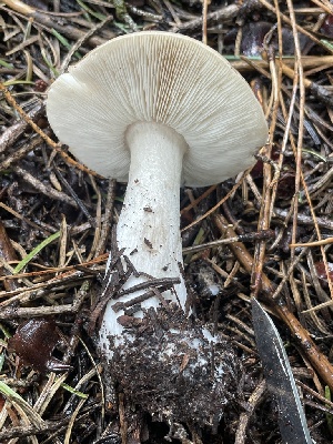  ( - HAY-F-002996)  @11 [ ] by-nc (2023) Damon Tighe Fungal Diversity Survey