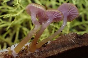  ( - HAY-F-002999)  @11 [ ] by-nc (2023) Damon Tighe Fungal Diversity Survey