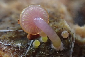  ( - HAY-F-002999)  @11 [ ] by-nc (2023) Damon Tighe Fungal Diversity Survey
