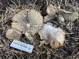  ( - HAY-F-003004)  @11 [ ] by-nc (2023) Damon Tighe Fungal Diversity Survey