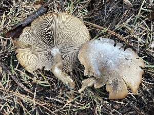  ( - HAY-F-003004)  @11 [ ] by-nc (2023) Damon Tighe Fungal Diversity Survey