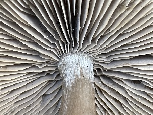  ( - HAY-F-003004)  @11 [ ] by-nc (2023) Damon Tighe Fungal Diversity Survey