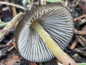  (Mycena nivicola - HAY-F-003005)  @11 [ ] by-nc (2023) Damon Tighe Fungal Diversity Survey