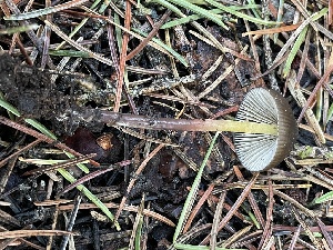  ( - HAY-F-003005)  @11 [ ] by-nc (2023) Damon Tighe Fungal Diversity Survey