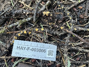  ( - HAY-F-003006)  @11 [ ] by-nc (2023) Damon Tighe Fungal Diversity Survey